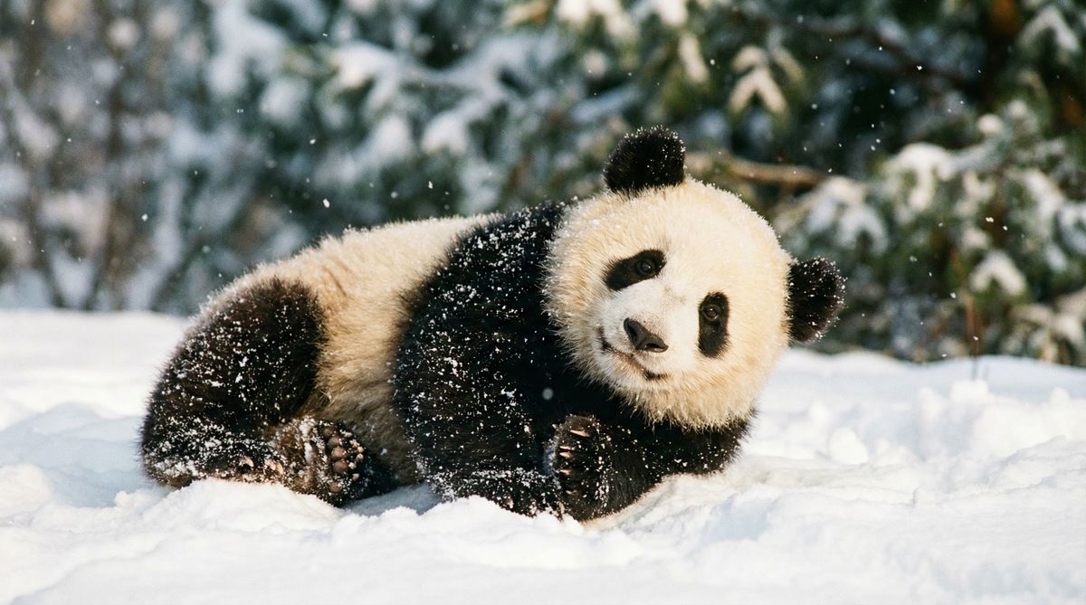 免费看片熊猫视频社区